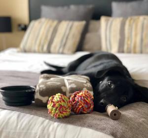 a black dog laying on a bed with two donuts at The Ashleigh - Dog Friendly in Bournemouth