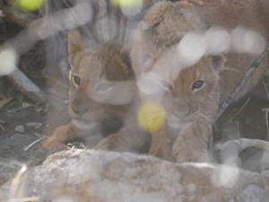 Trois chatons regardent à travers une fenêtre en verre dans l'établissement Mbizi Bush Lodge, à Grietjie Game Reserve