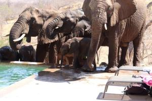 uma manada de elefantes ao lado de uma piscina de água em Mbizi Bush Lodge em Grietjie Game Reserve