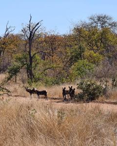 a group of animals walking in a field at Mbizi Bush Lodge in Grietjie Game Reserve