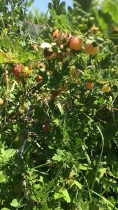 Imagen de la galería de Bio Fattoria Cà d'Pignat, en Lama Mocogno