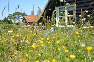 a field of flowers in front of a house at The Dolphin Inn in Thorpeness