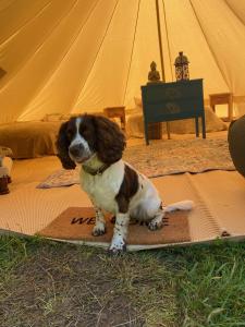 Mascotas con sus dueños en Swallows Oast Farm