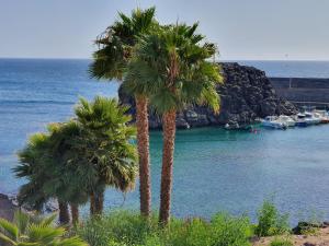 a group of palm trees next to the water at Mi Cotillo in Cotillo