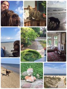 a collage of pictures of dogs on the beach at Villa Harmonie in Ahlbeck