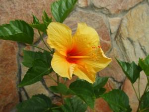 eine gelbe Blume vor einer Steinmauer in der Unterkunft Casa Serena in Pipa