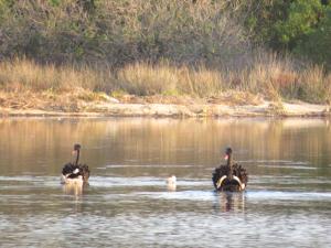 trois canards nageant dans un corps d'eau dans l'établissement Lakes Entrance Waterfront Cottages with King Beds, à Lakes Entrance