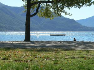Schmerikon戈德堡住宿加早餐旅馆的水边的树
