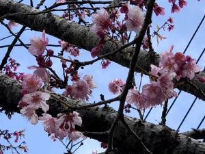 奋起湖天一休闲民宿的相册照片