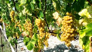 Fotografie z fotogalerie ubytování Wine House Rakar v destinaci Gračišče