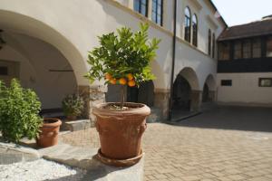 an orange tree in a pot on a street at Sobe Proštija in Ptuj