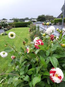 un jardín con flores rosas y blancas en un patio en Hillgrove House en Boyle