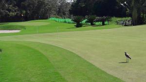 a bird standing on a green golf course at Apartamento na Riviera de São Lourenço in Riviera de São Lourenço