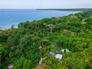 
a scenic view of a forest filled with trees at Bungalows Aché Cahuita in Cahuita
