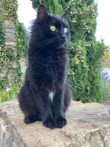 un gato negro sentado en una pared de piedra en B&B La Pace, en Belforte allʼIsauro