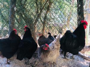 a group of chickens standing next to a fence at B&B La Pace in Belforte allʼIsauro