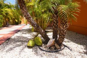 Fotografie z fotogalerie ubytování Cariñas Studio Apartments v destinaci Palm-Eagle Beach