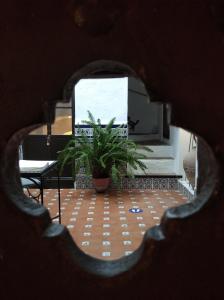 - une vue sur une chambre avec une plante en pot dans l'établissement Bed & Breakfast Casa El Sueño, à Arcos de la Frontera