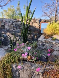 a rock retaining wall with flowers and a cactus at Daureb Isib Campsite and B&B in Uis
