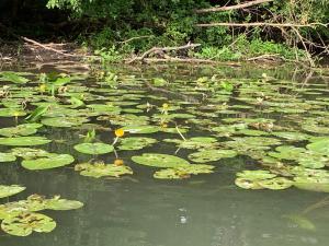 a bunch of lily pads in the water at Luxury Cottage by Little Danube - Pista & Magduska in Čierna Voda