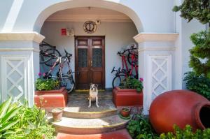 a dog standing in front of a large door at Arequipay Backpackers Downtown in Arequipa