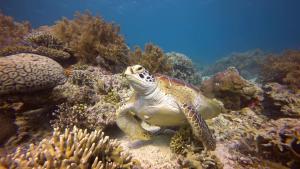 a turtle is laying on the coral reef at Moalboal T Breeze Coastal Resort in Moalboal