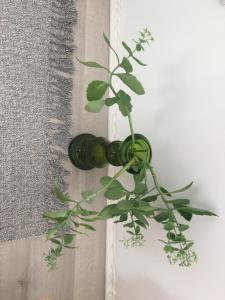 Foto sihtkohas Smederevo asuva majutusasutuse Apartmani Spasić galeriist