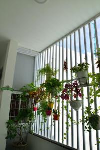 綏和的住宿－Blossom Homestay，阳台上的盆栽植物