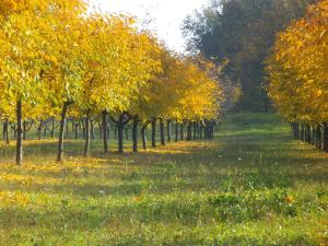 una fila di alberi con foglie gialle in un campo di Alloggio Cantalupo a Formigine