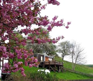 a tree with pink flowers in front of a cabin at Tiny House mit Klima und Heizung, in idyllischer Ortsrandlage in Iba