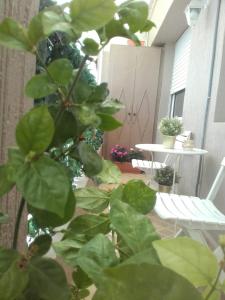 a plant with green leaves next to a white bench at Appartement au cœur du centre ville de Rabat in Rabat