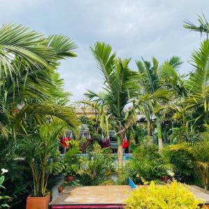 a garden with palm trees and a wooden table at Hostal Hilltop Salento in Salento