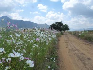 a dirt road with a field of flowers at Jovali Clarens in Clarens