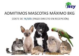 a dog and a bunch of rabbits and a parrot at Apartamentos Tesy in La Manga del Mar Menor