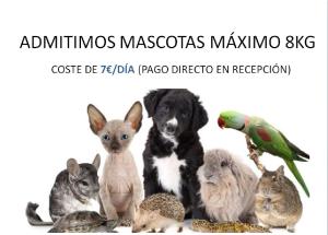 a dog and a bunch of rabbits and a parrot at Apartamentos Zambra III in La Manga del Mar Menor