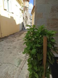 Φωτογραφία από το άλμπουμ του Μπαλκόνι του Αιγαίου father's house in Kimi στην Κύμη