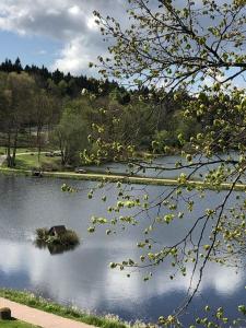 um corpo de água com um galho de árvore na frente dele em Appartement Ausblick em Hahnenklee-Bockswiese