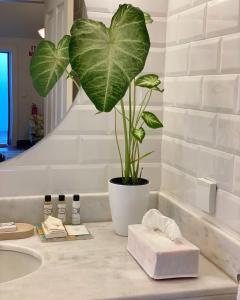 a plant in a pot on a counter in a bathroom at Bordal Houses in Funchal