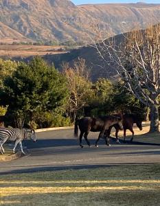 a zebra and two horses walking down a road at 10 Mount Champagne in Champagne Valley