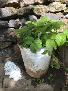 een plant in een pot naast een stenen muur bij Wanderer Paradies in Pirna