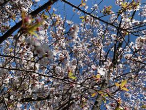 a tree filled with pink and white cherry blossoms at Plumwood Boutique Hotel by The Living Journey Collection in Franschhoek