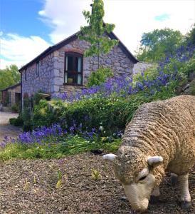 a sheep grazing in front of a stone house at The Coach House in Ruthin