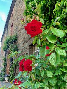 a group of red roses in front of a brick building at Ferienwohnung Cäcilia im idyllischen Haus Kommeles - Leiwen an der Mosel in Leiwen