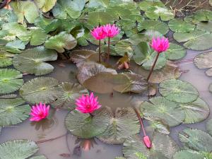 Zahrada ubytování Nokkamin Home Chiang Dao