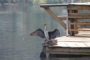 a bird standing on a dock with its wings out at Crater Bay Cottages in Kabale