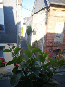 a plant with flowers in front of a building at ArT Home Maison d'artiste in Honfleur