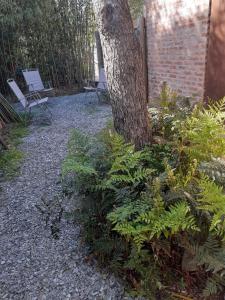 a tree sitting next to a bunch of plants at Pez Espada in Punta del Este +5 photos