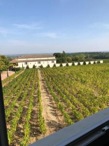 a field of crops with a building in the background at Le Petit Gîte de Javernières Etage in Villié-Morgon +4 photos