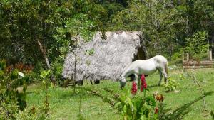a white horse grazing in the grass near a barn at La Perla Negra Eco-Lodge & Hostel in San Rafael