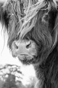 Eine Kuh mit langen Haaren. in der Unterkunft Simal Alm in Saalbach-Hinterglemm